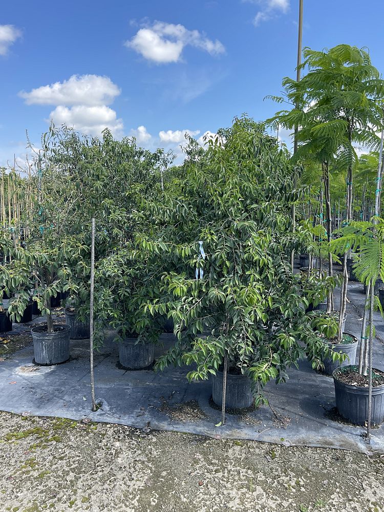 ilex-krugiana-krug-s-holly