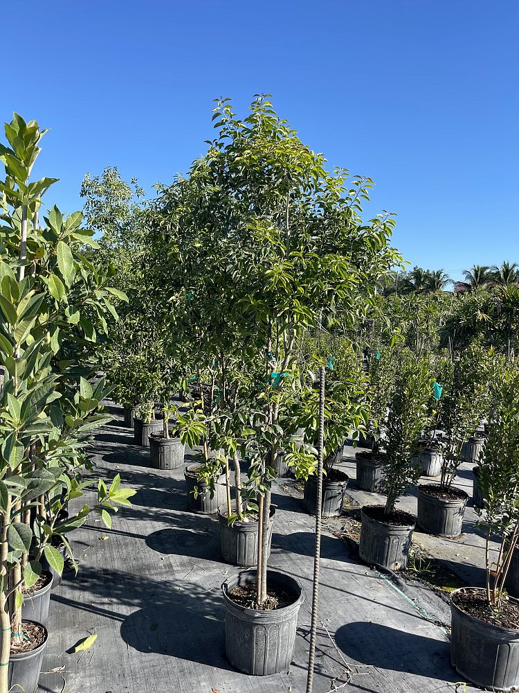 ilex-krugiana-krug-s-holly