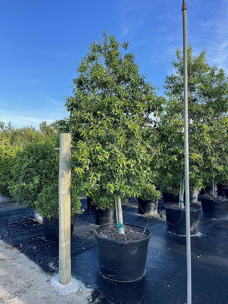 ilex-krugiana-krug-s-holly