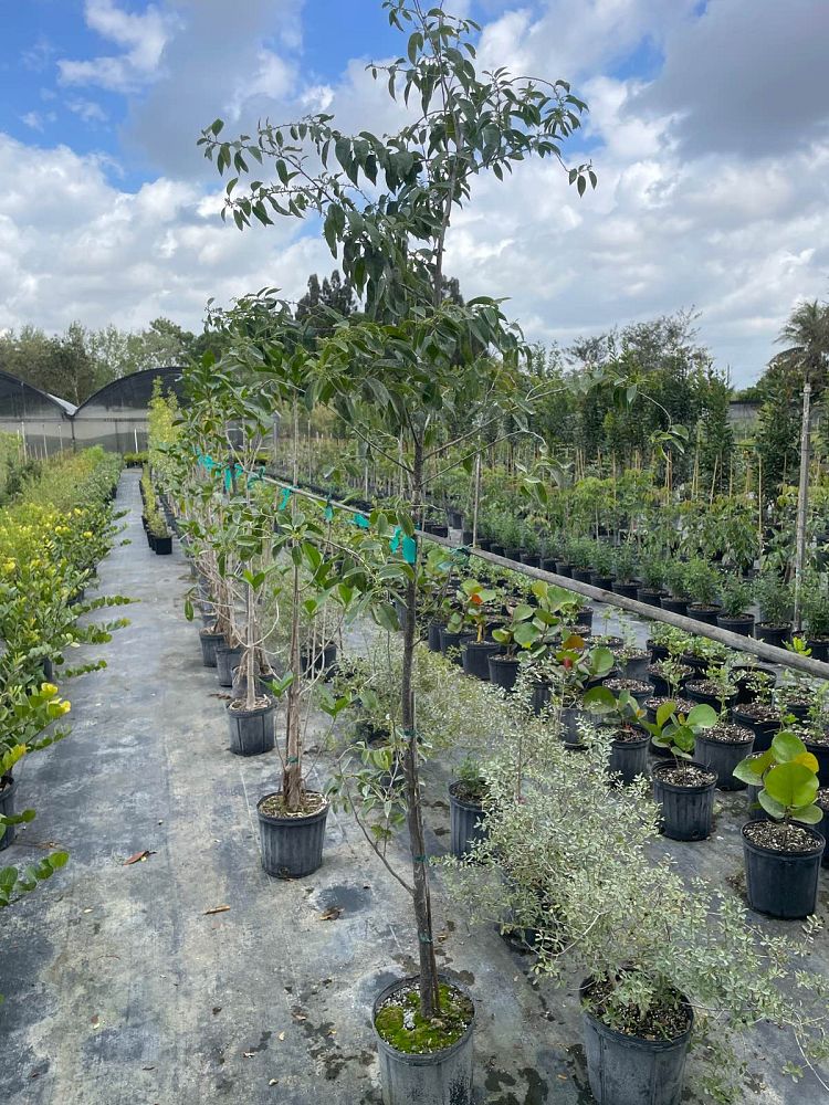 ilex-krugiana-krug-s-holly