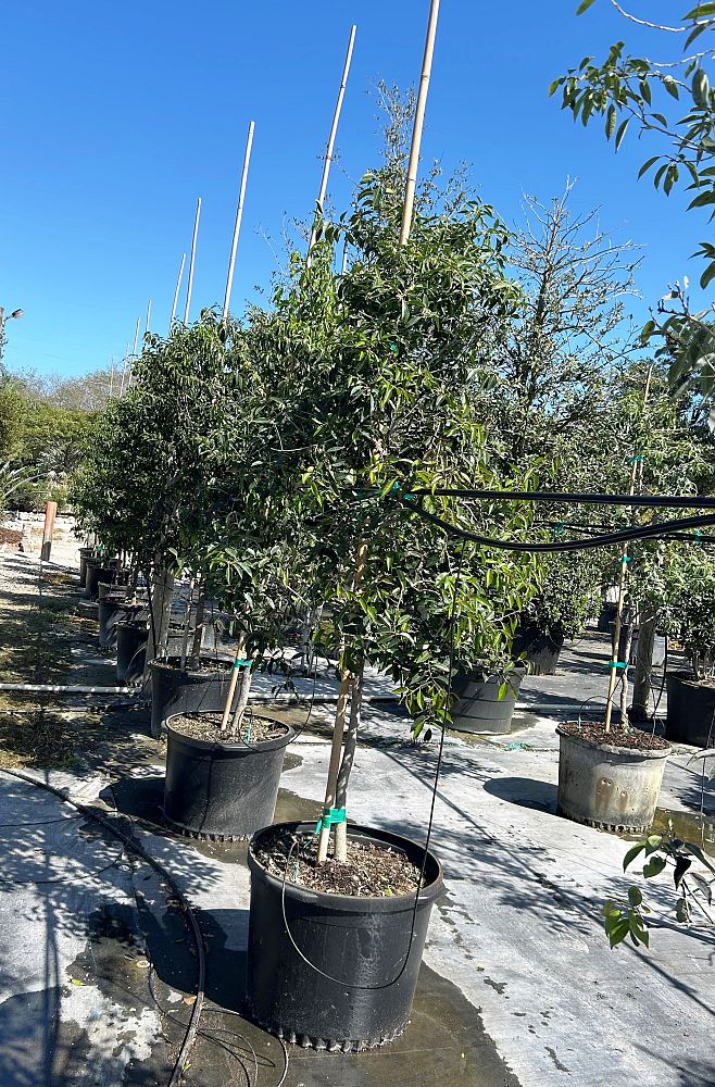 ilex-krugiana-krug-s-holly