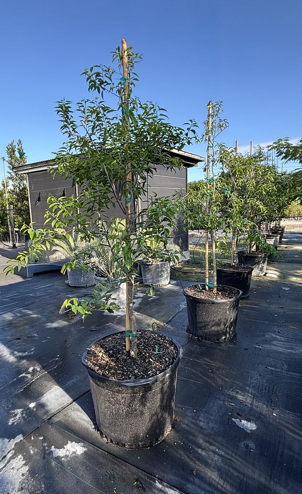 ilex-krugiana-krug-s-holly