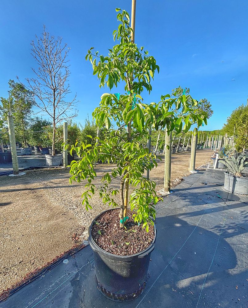 ilex-krugiana-krug-s-holly