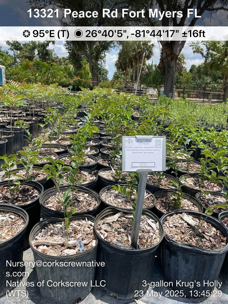 ilex-krugiana-krug-s-holly
