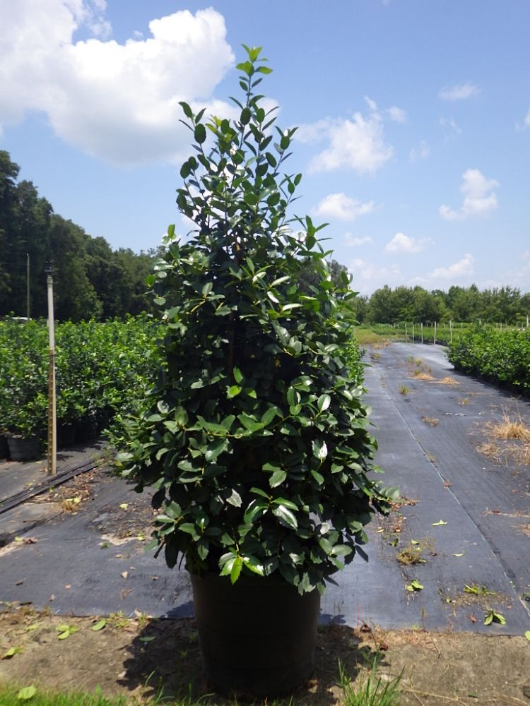 holly factory plantant com christmas in natchez