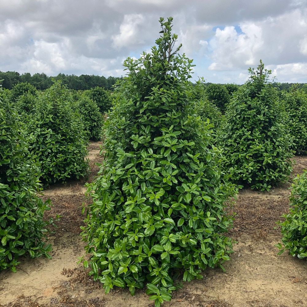 ilex-latifolia-auburn-lusterleaf-holly