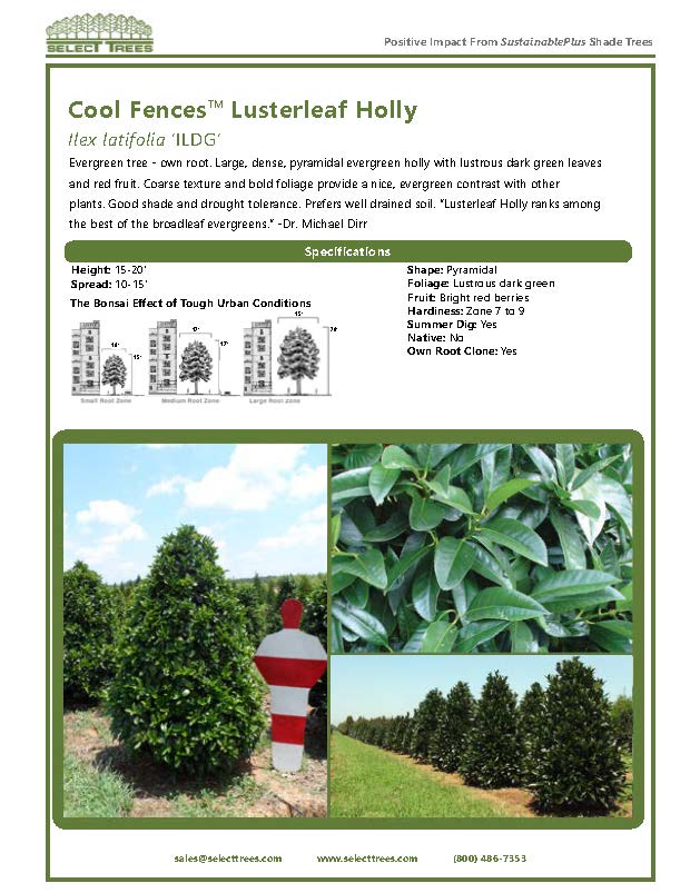 ilex-latifolia-ildg-lusterleaf-holly-cool-fences-lusterleaf-holly