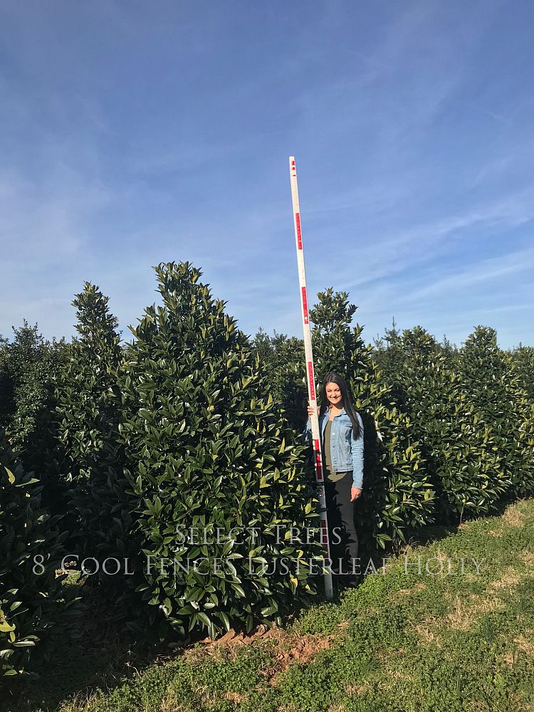 ilex-latifolia-ildg-lusterleaf-holly-cool-fences-lusterleaf-holly