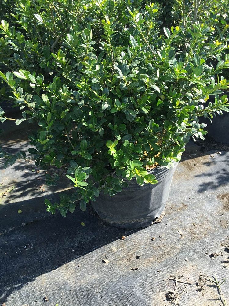 Locate & Find Wholesale Plants