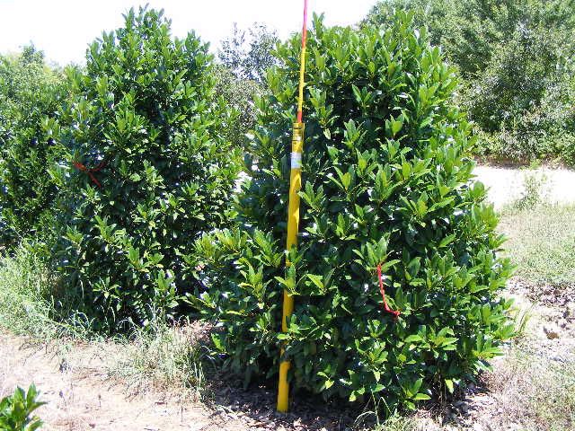 ilex-latifolia-lusterleaf-holly