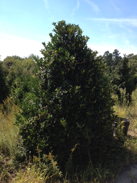ilex-latifolia-lusterleaf-holly