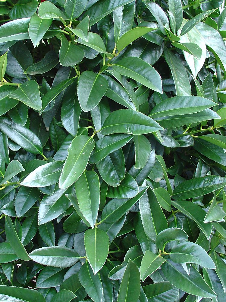 ilex-latifolia-lusterleaf-holly