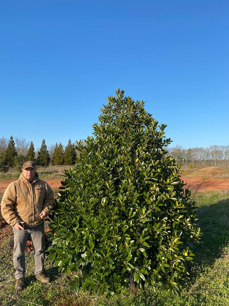 ilex-latifolia-lusterleaf-holly