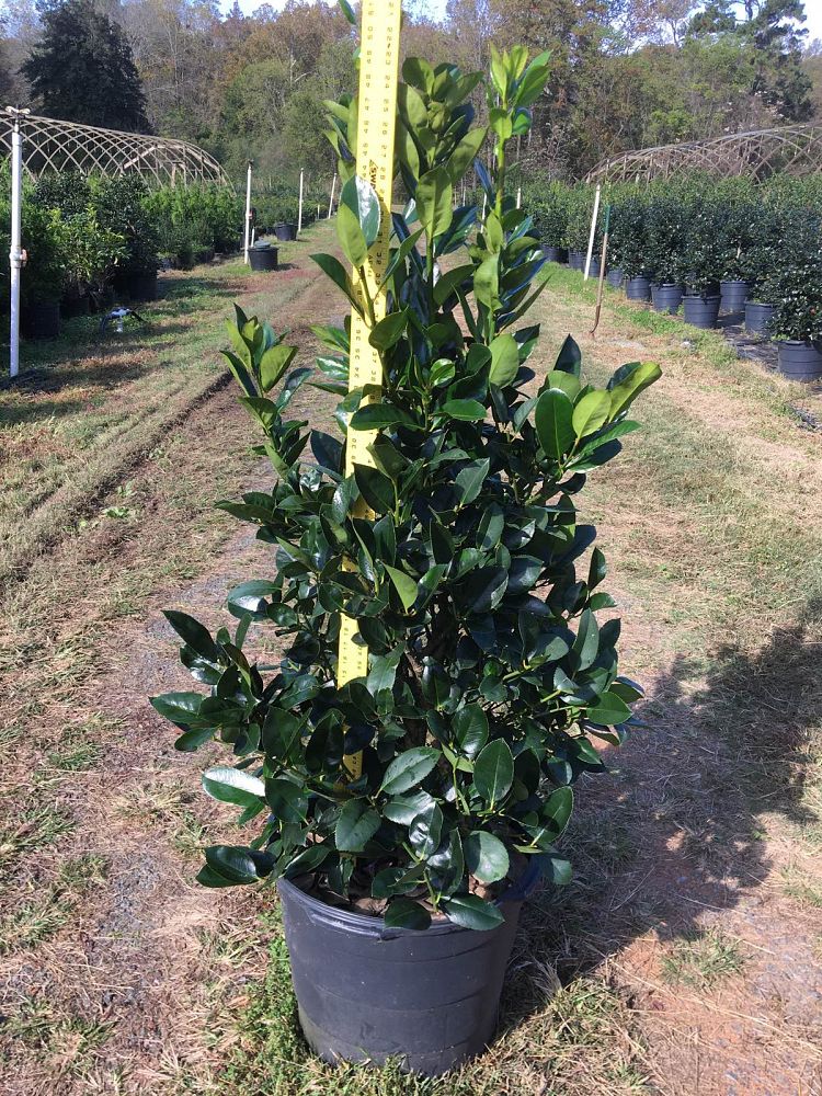 ilex-latifolia-lusterleaf-holly