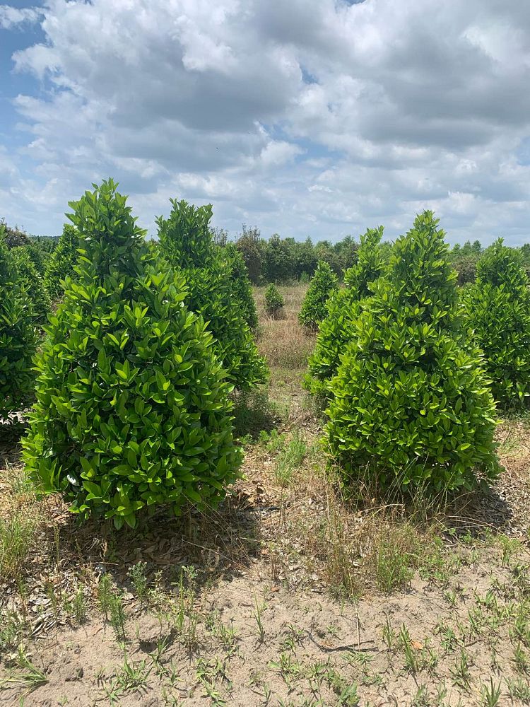 ilex-latifolia-lusterleaf-holly