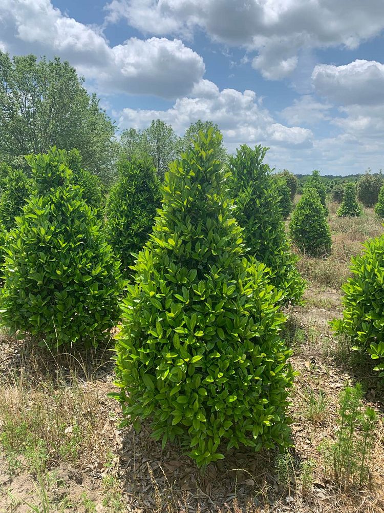 ilex-latifolia-lusterleaf-holly