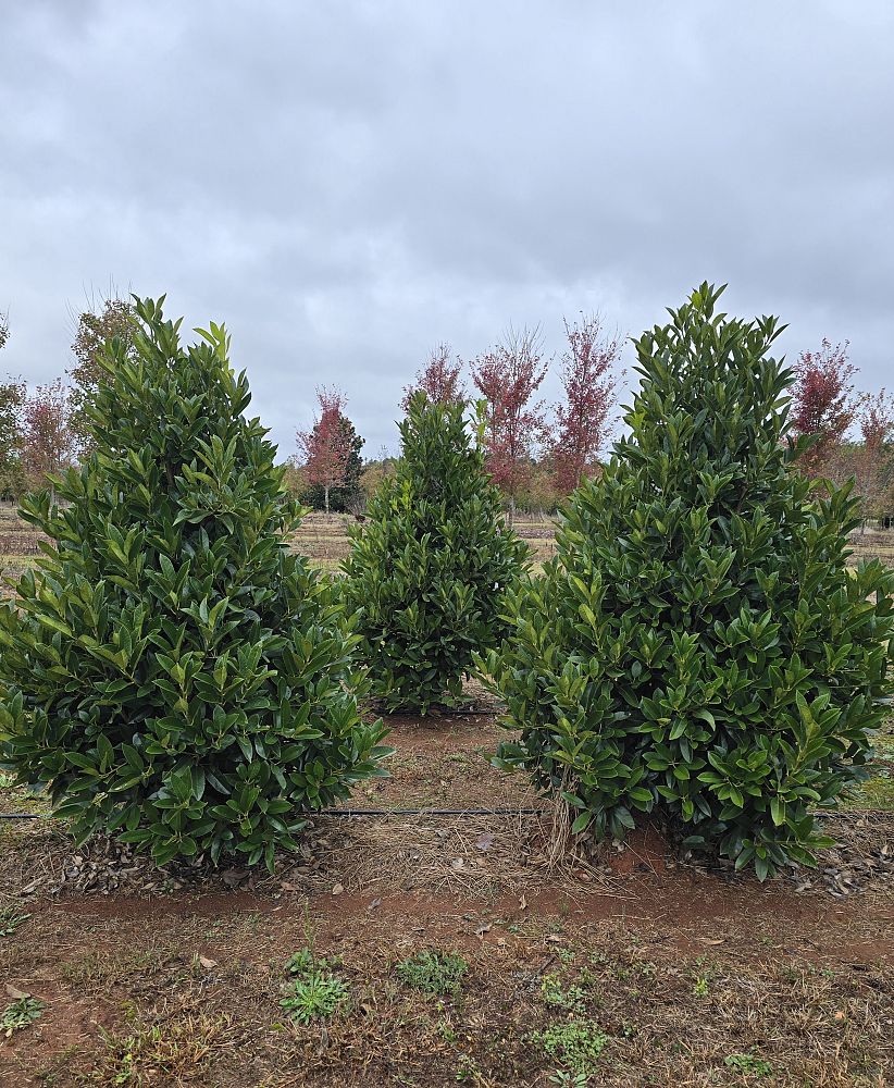 ilex-latifolia-lusterleaf-holly