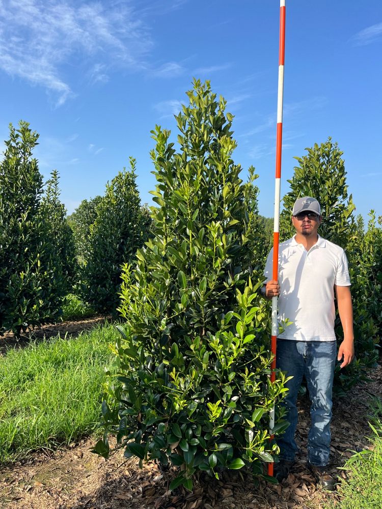 ilex-latifolia-lusterleaf-holly