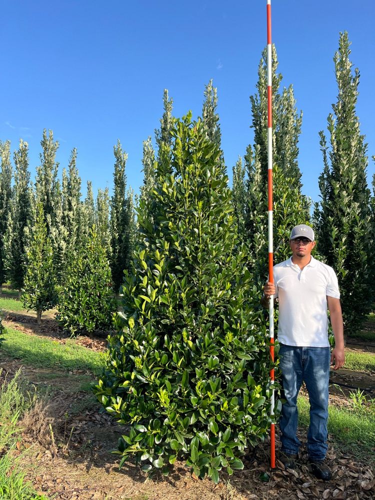 ilex-latifolia-lusterleaf-holly