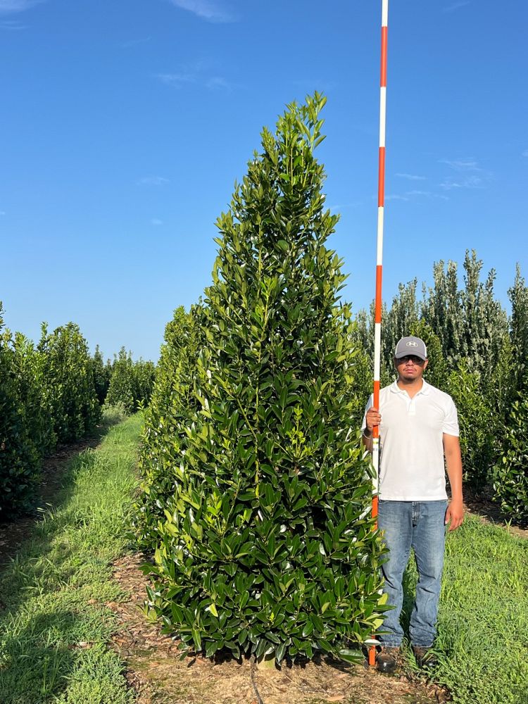 ilex-latifolia-lusterleaf-holly