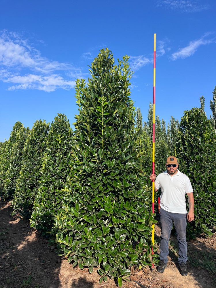 ilex-latifolia-lusterleaf-holly