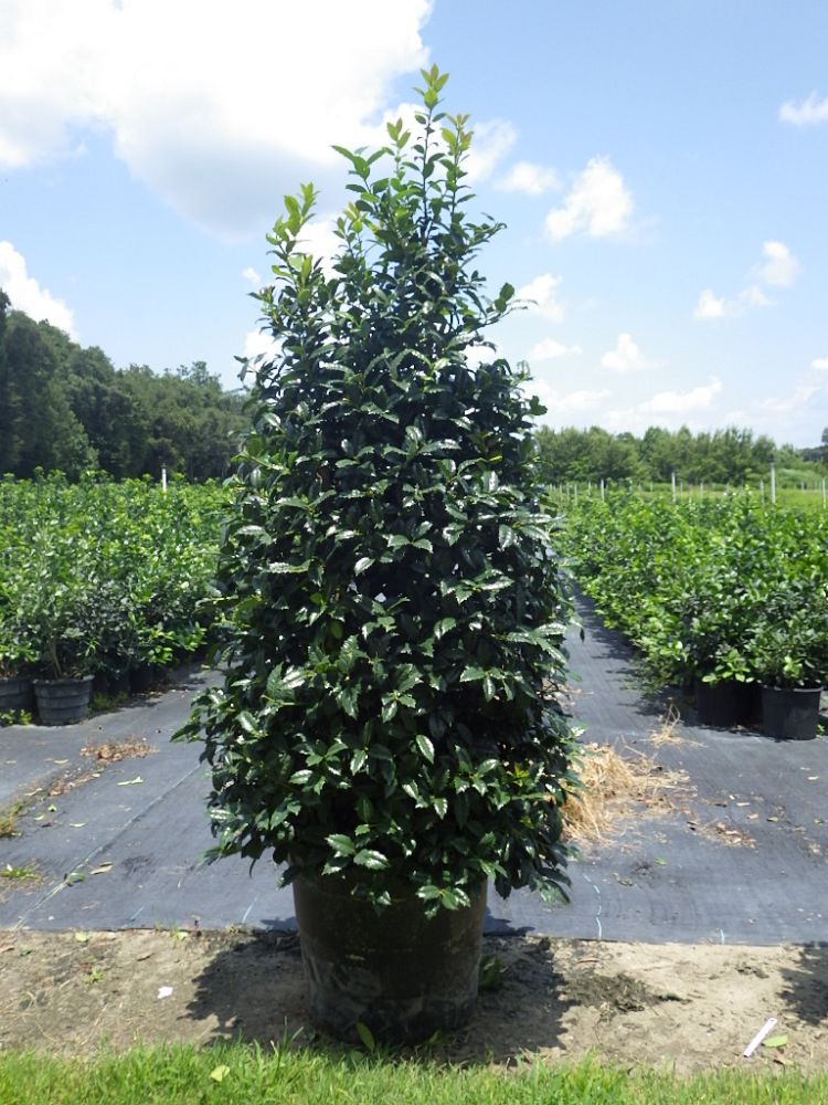 holly factory plantant com christmas in natchez