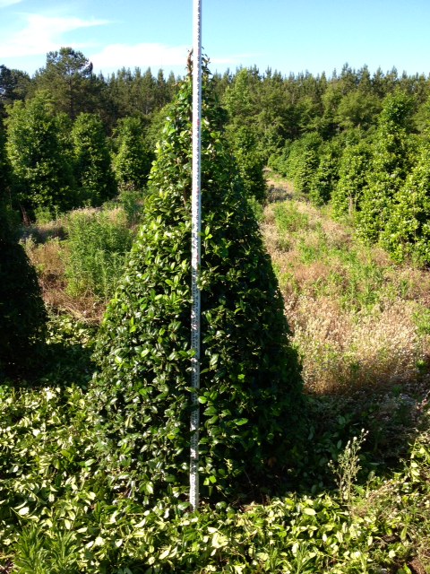 ilex-mary-nell-holly