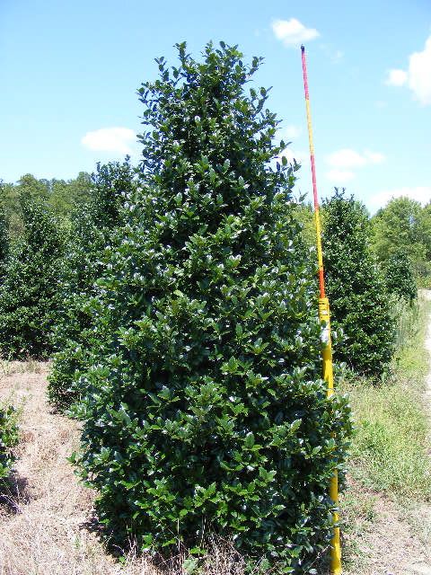 ilex-mary-nell-holly