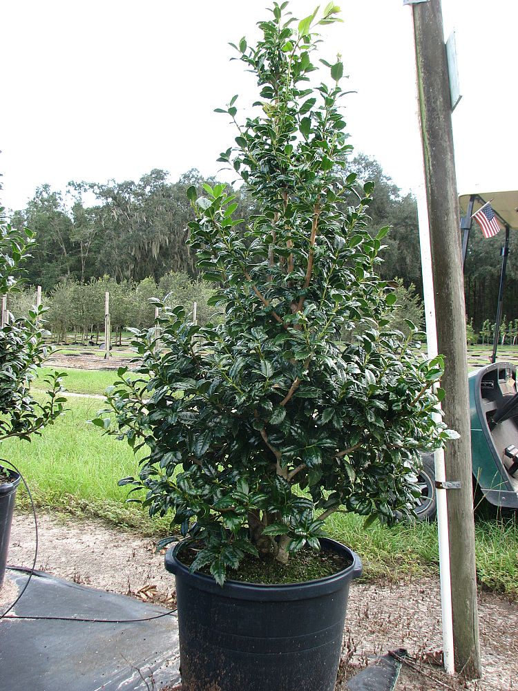 ilex-mary-nell-holly