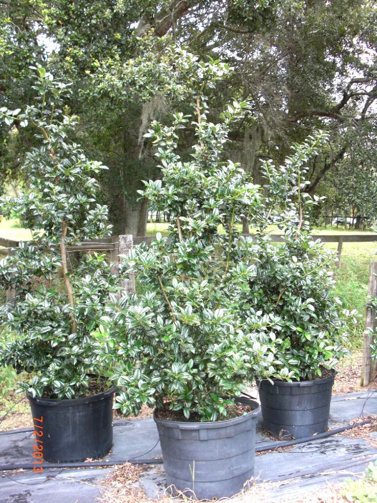 ilex-mary-nell-holly