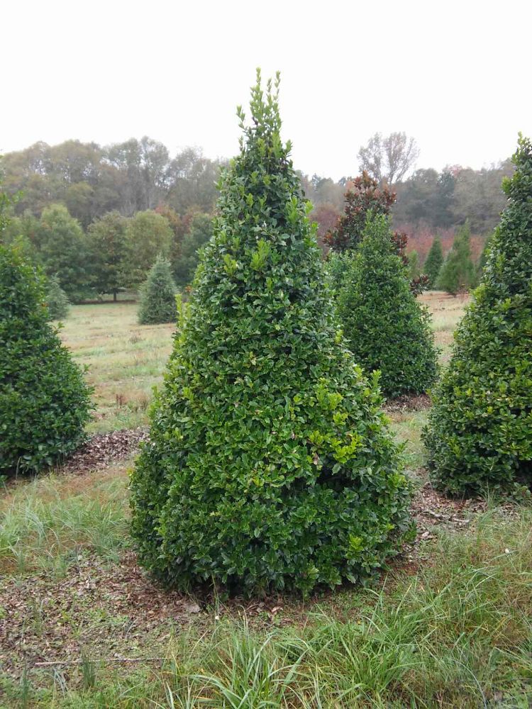 ilex-mary-nell-holly