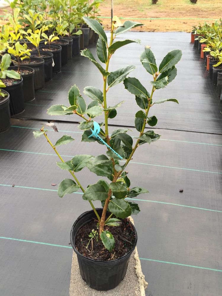 ilex-mary-nell-holly
