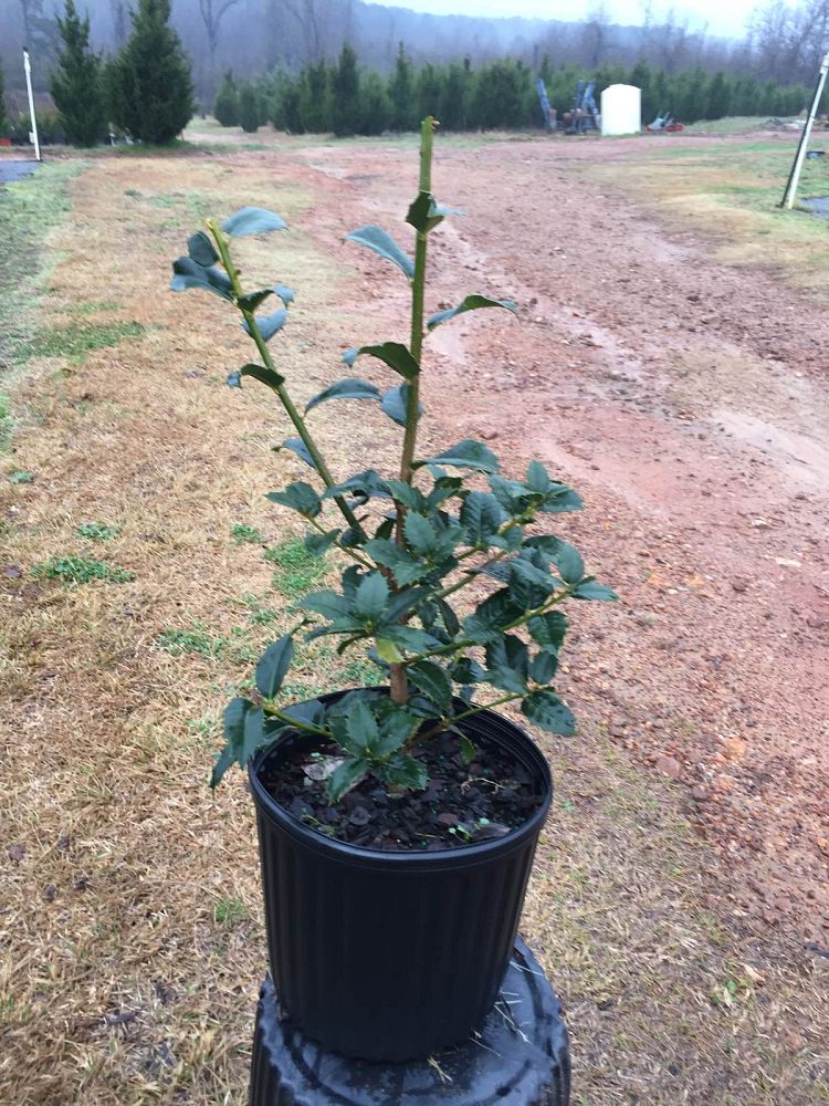 ilex-mary-nell-holly
