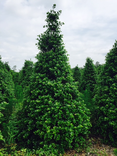 ilex-mary-nell-holly