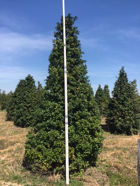 ilex-mary-nell-holly