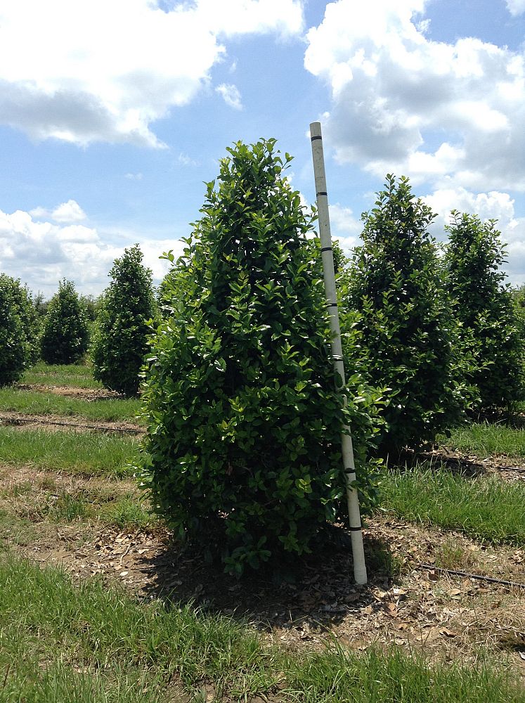 ilex-mary-nell-holly