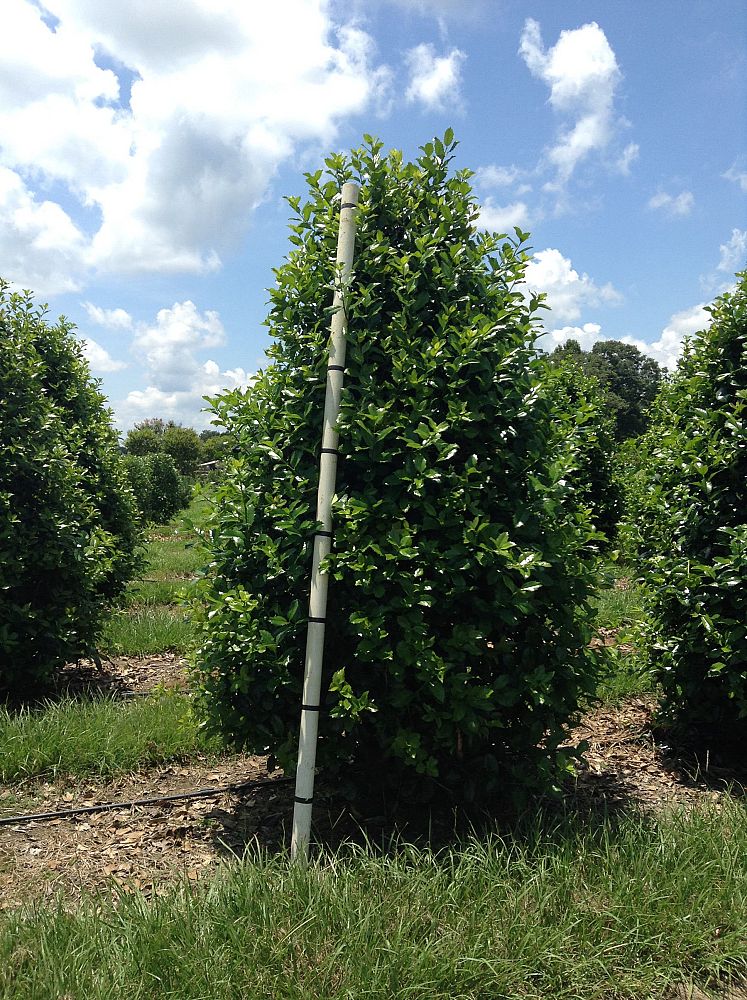 ilex-mary-nell-holly