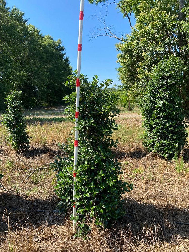 ilex-mary-nell-holly