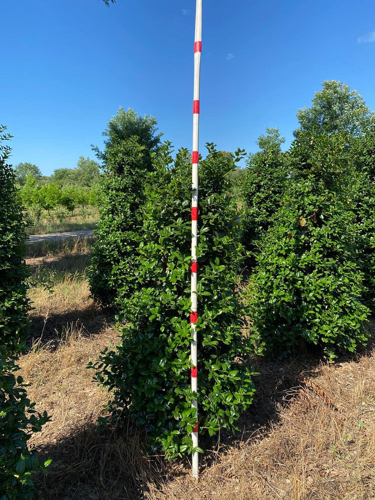 ilex-mary-nell-holly
