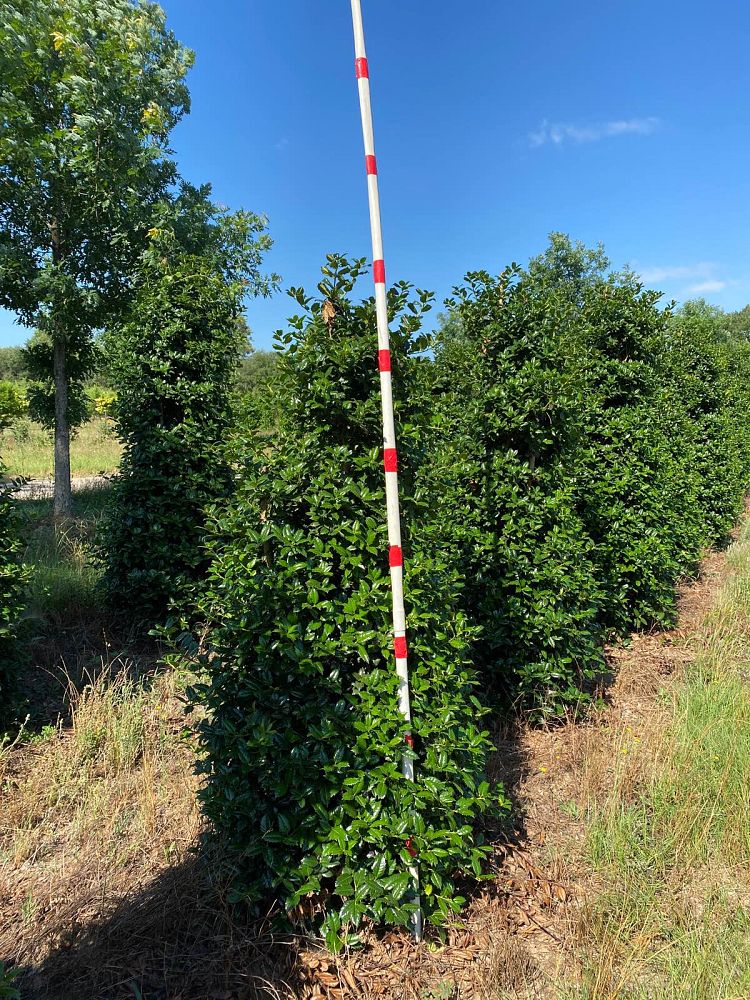 ilex-mary-nell-holly