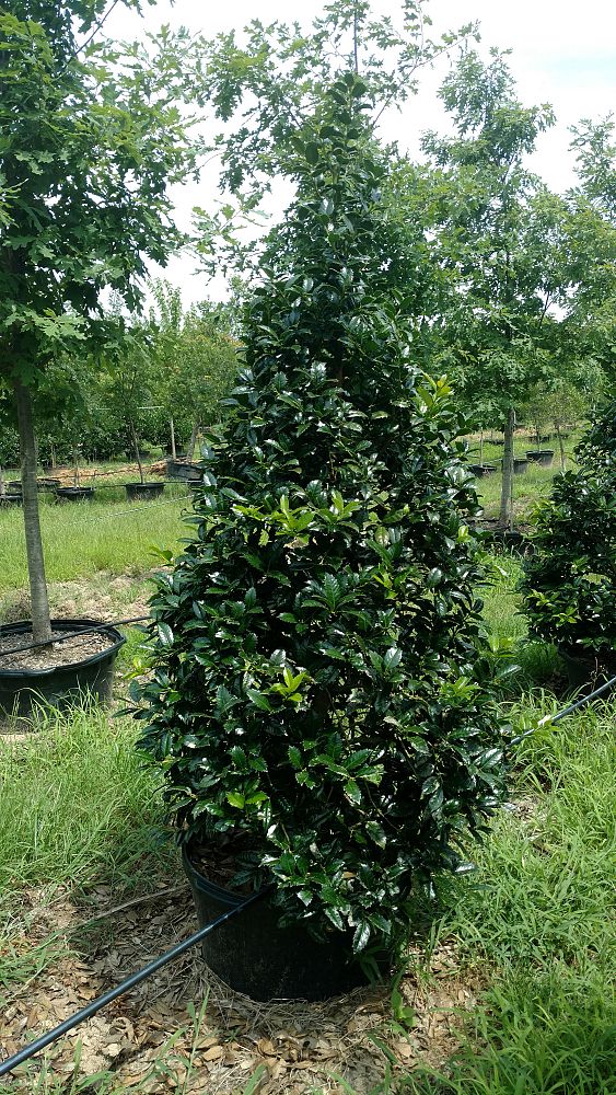 ilex-mary-nell-holly