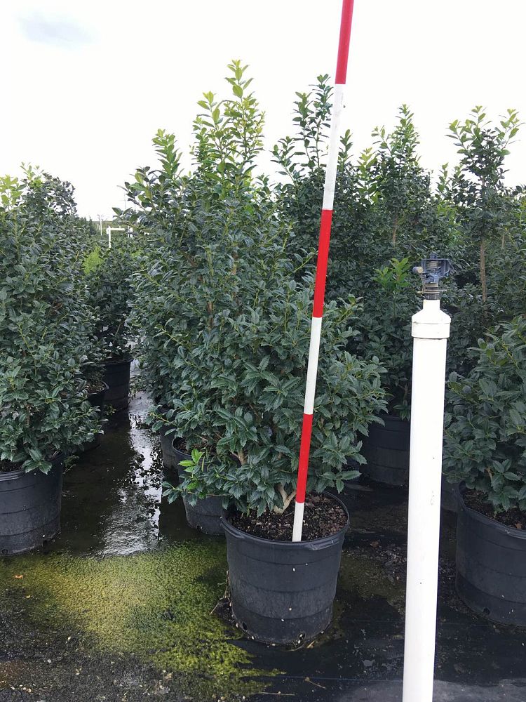ilex-mary-nell-holly