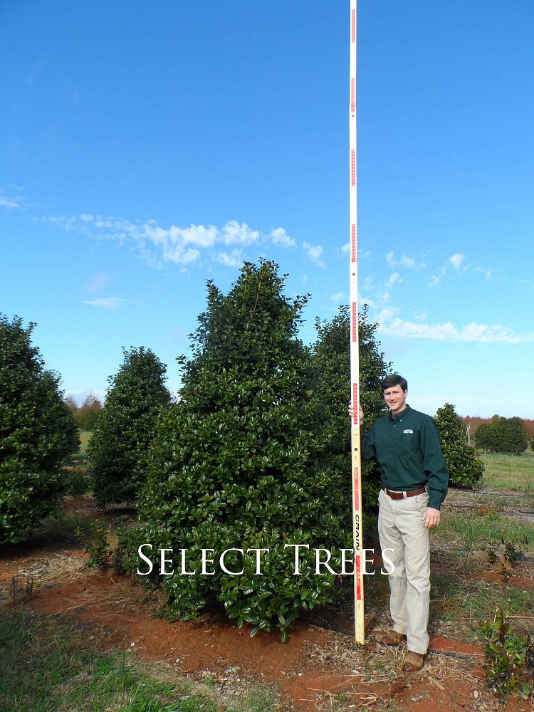 ilex-mary-nell-holly