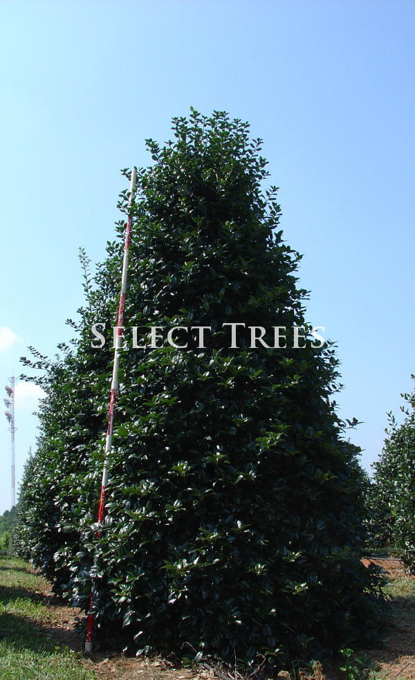 ilex-mary-nell-holly