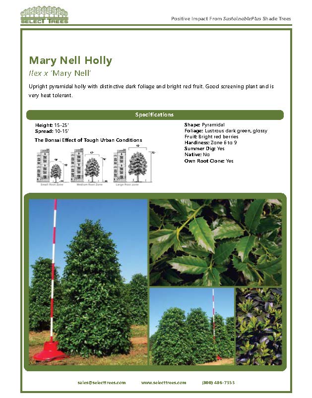 ilex-mary-nell-holly