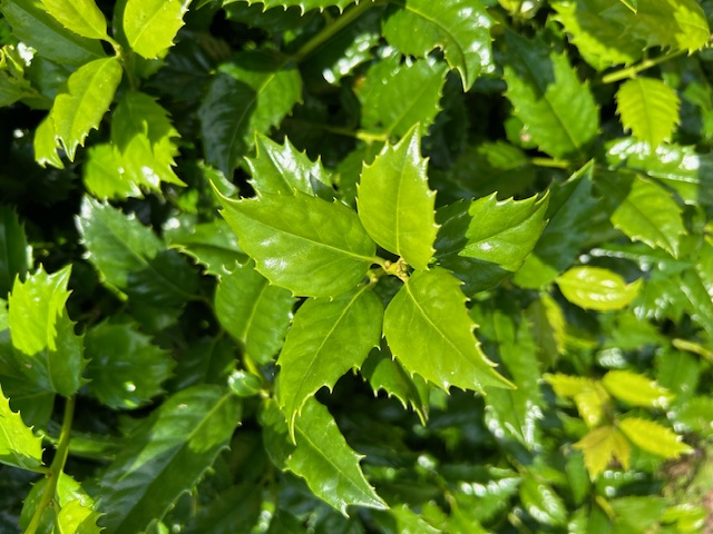 ilex-mary-nell-holly