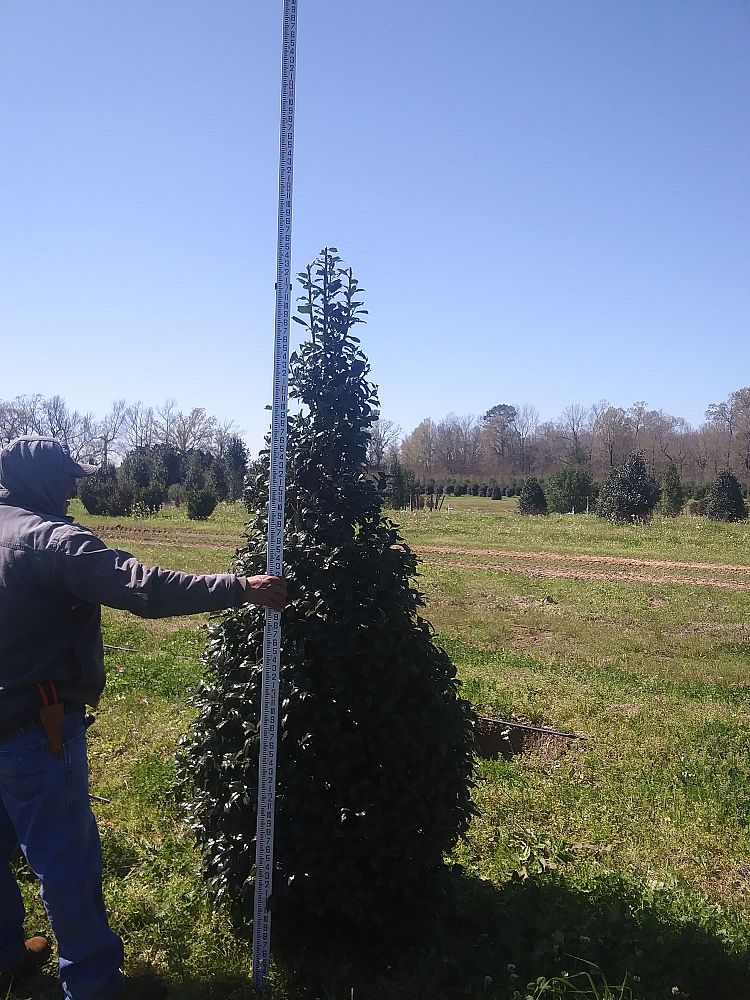 ilex-mary-nell-holly