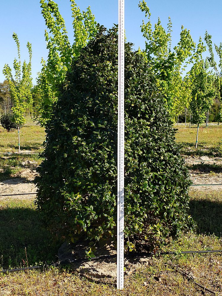 ilex-mary-nell-holly