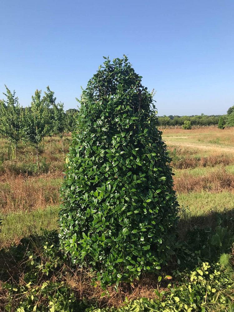 ilex-mary-nell-holly