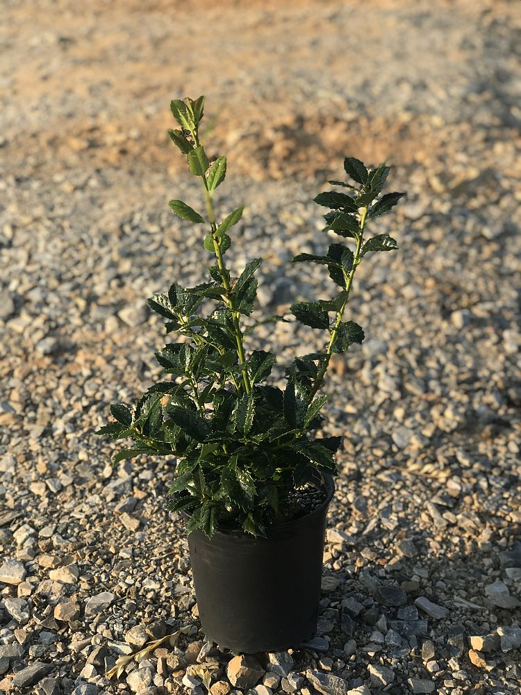 ilex-mary-nell-holly